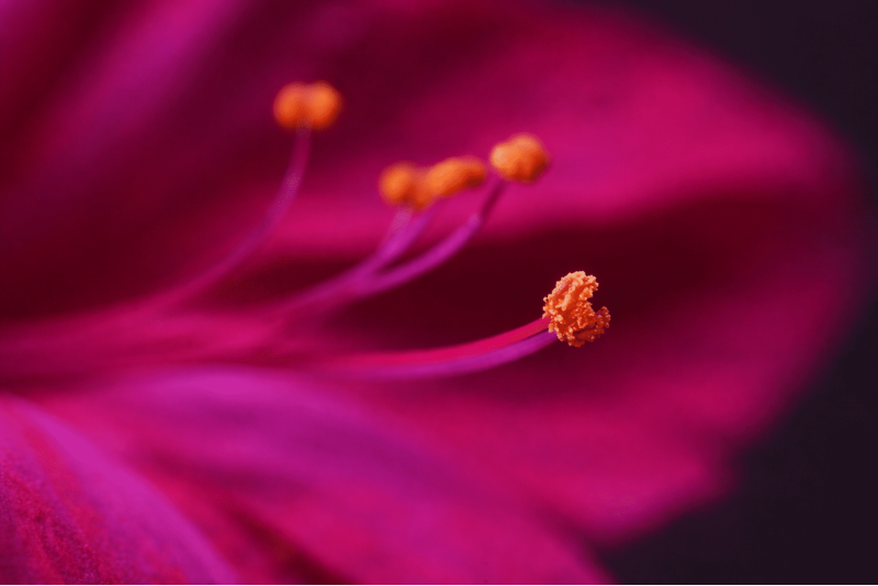 Macro close-up of magenta hibiscus flower with orange stamens background pattern.